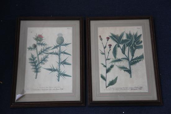 Johann Wilhelm Weinmann (1683-1741) Studies of thistles from Phytanthoza Iconographia 13.5 x 9in.